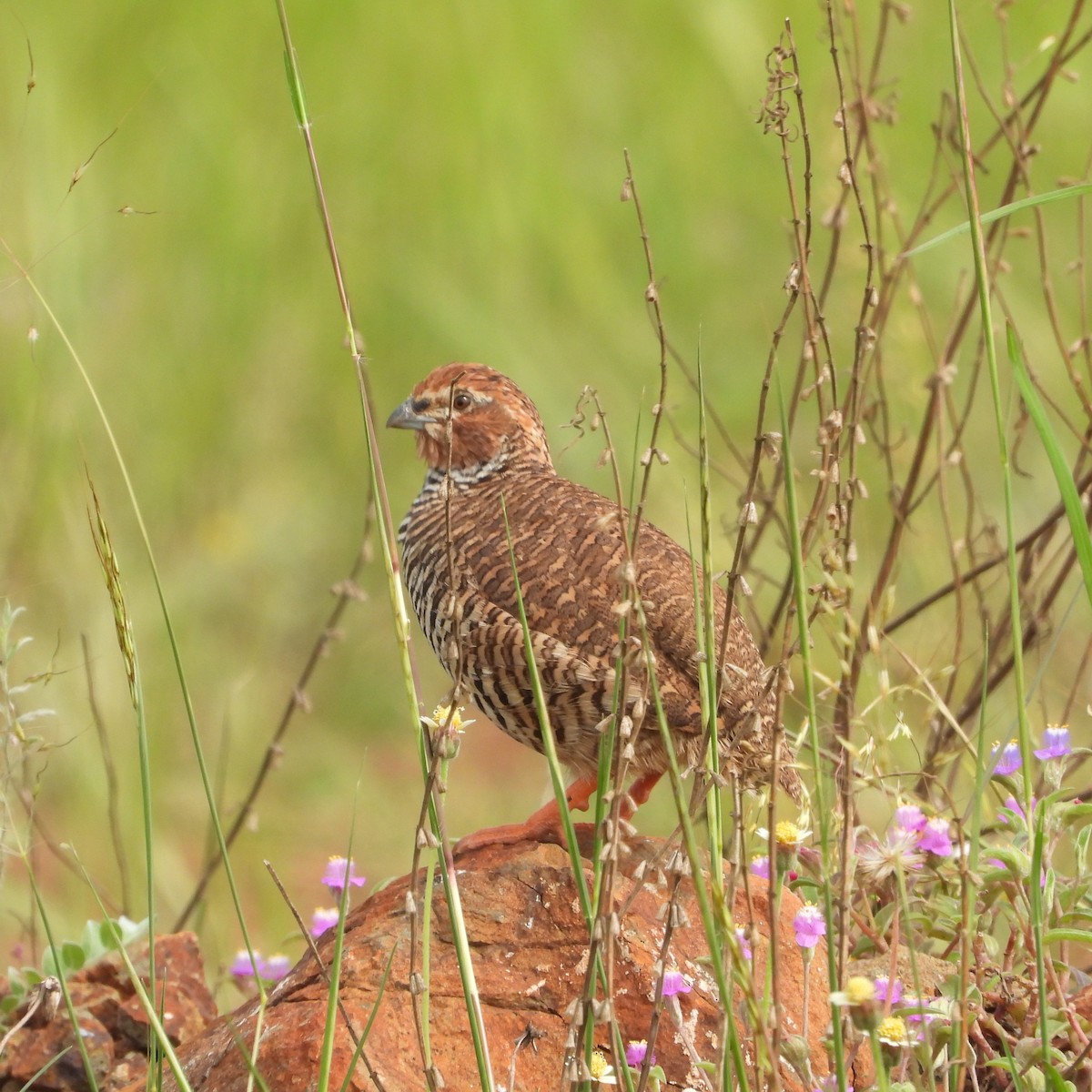 Rock Bush-Quail - ML624589761