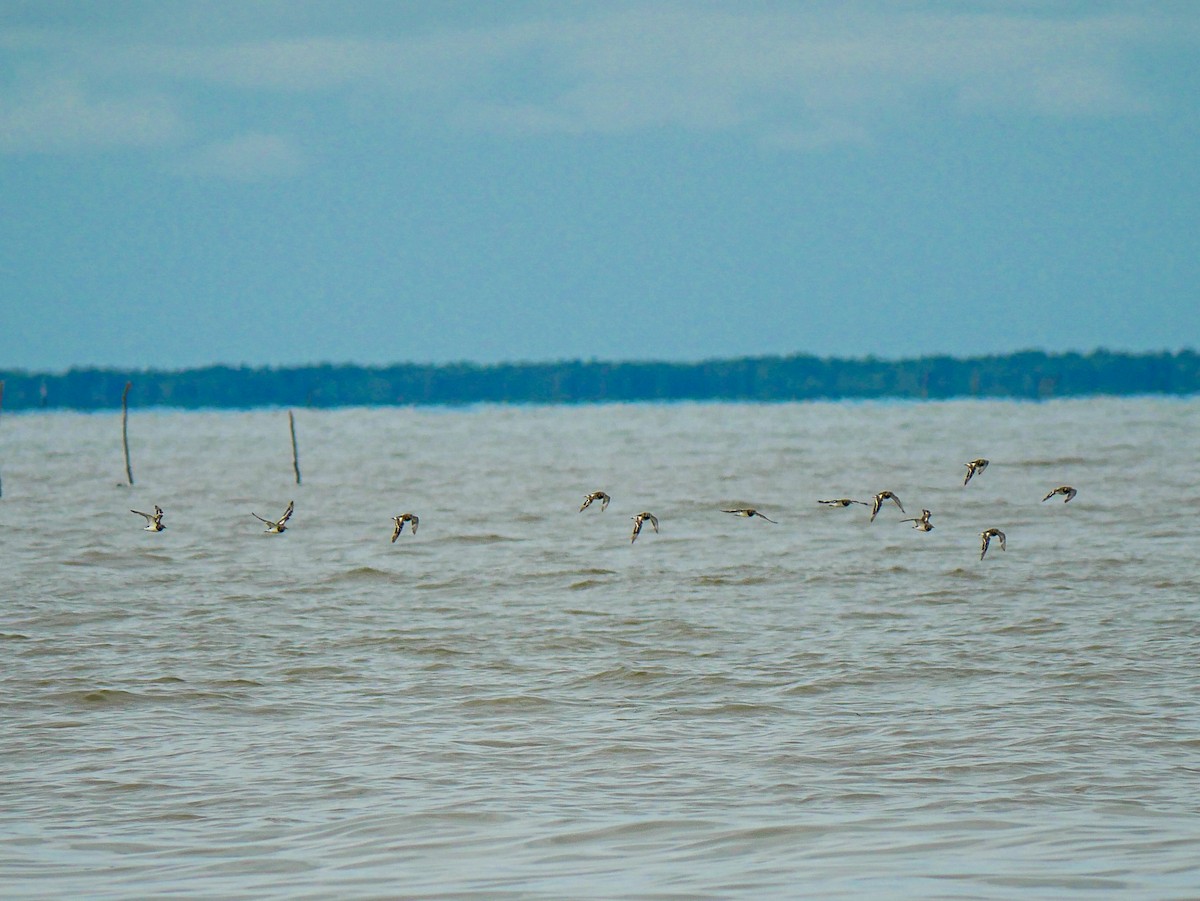 Ruddy Turnstone - ML624589767