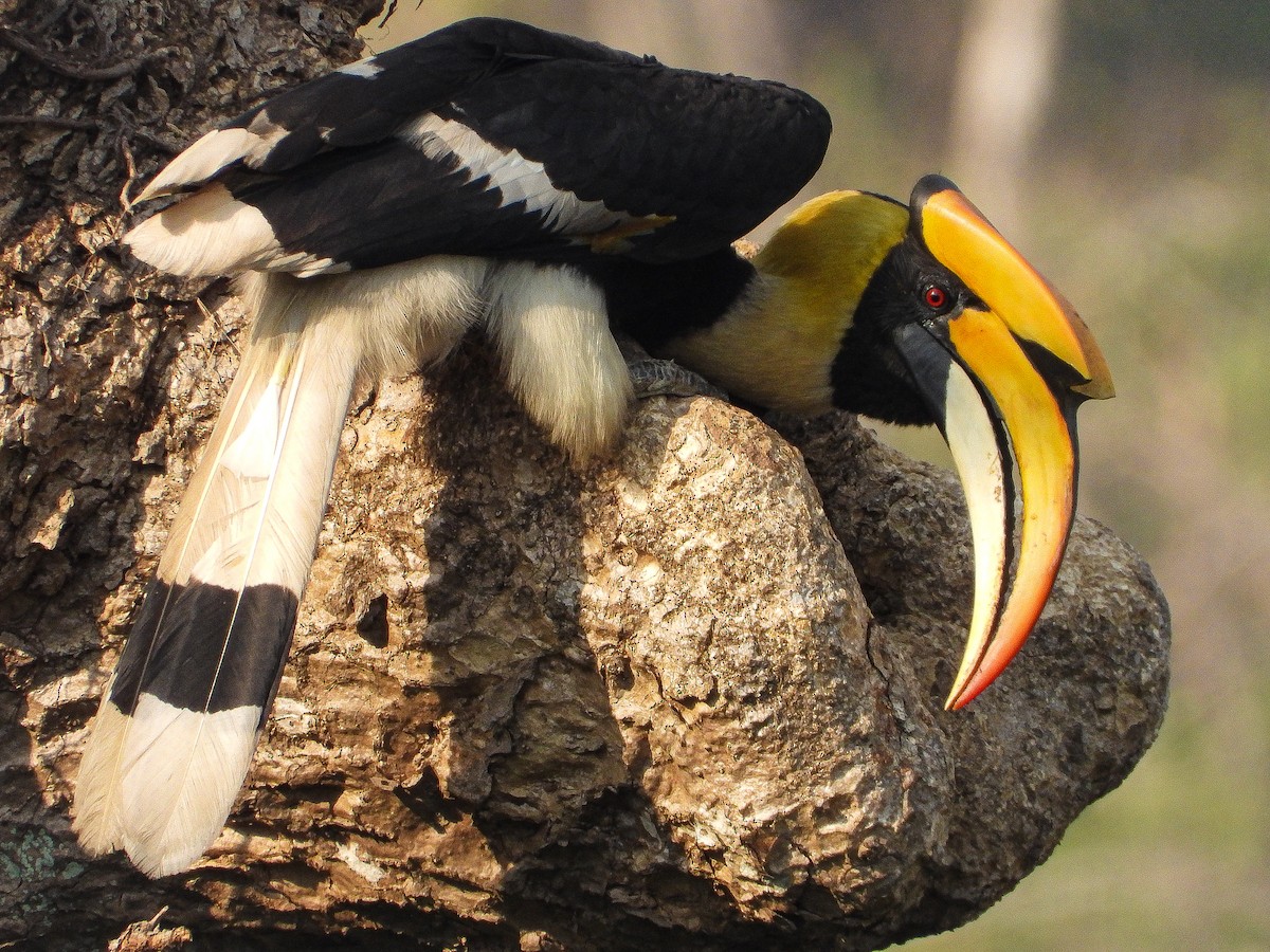 Great Hornbill - ML624589777