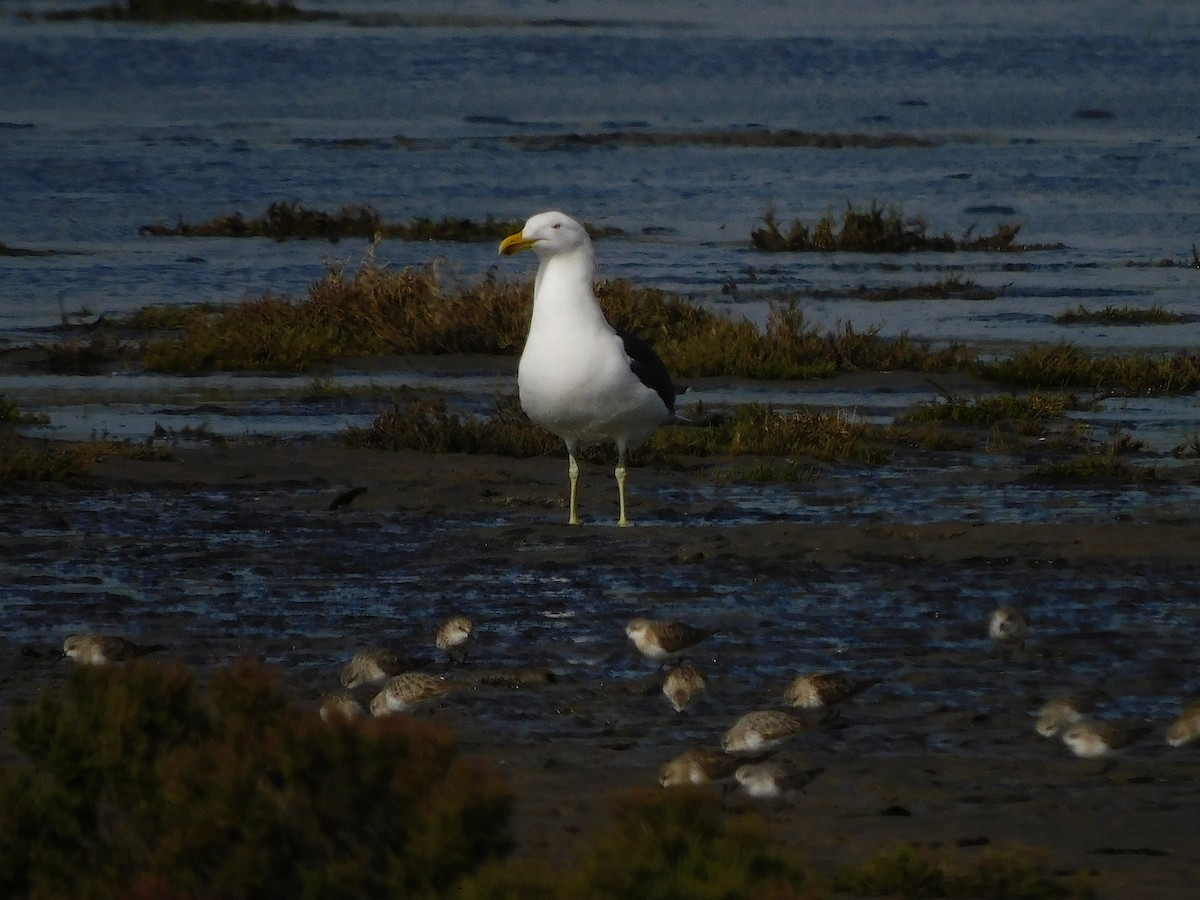 Kelp Gull - ML624589791