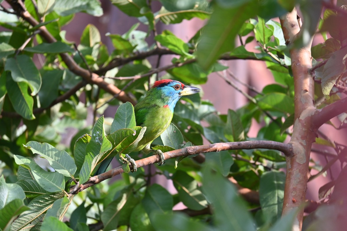 Blue-throated Barbet - ML624589794