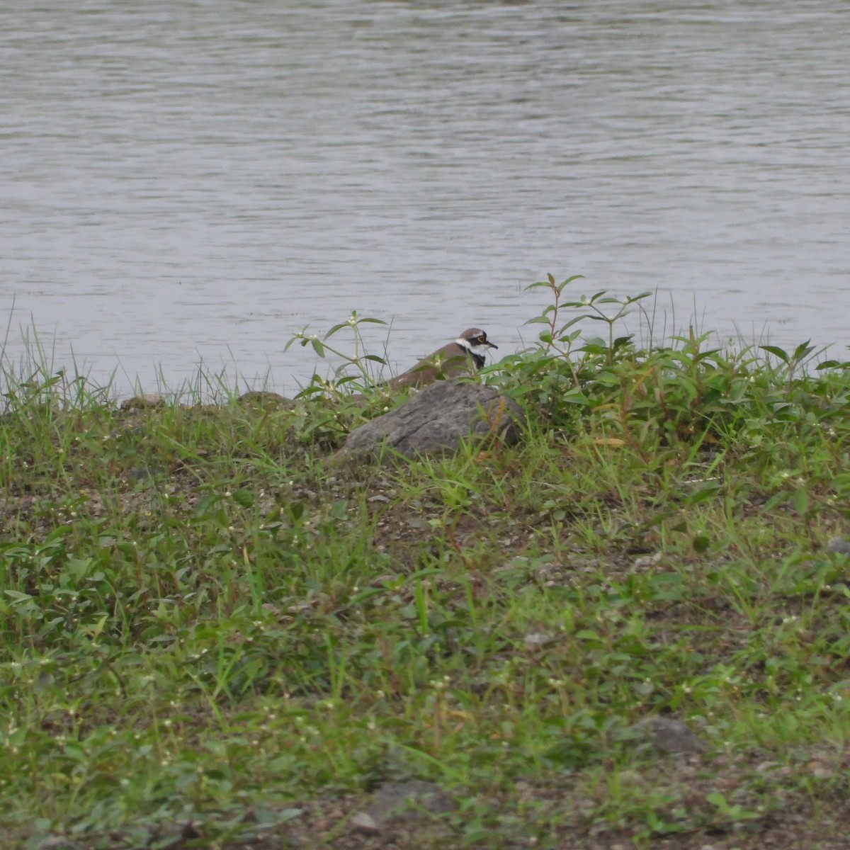 Little Ringed Plover - ML624589796