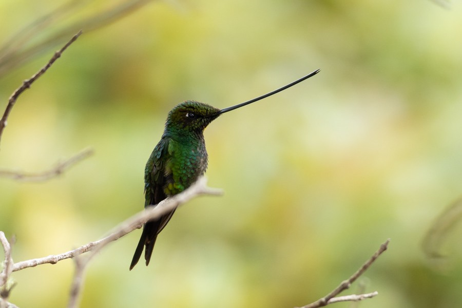 Sword-billed Hummingbird - ML624589797