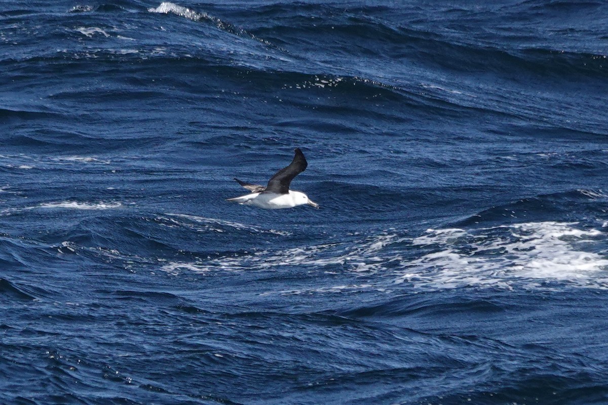 Black-browed Albatross - ML624589798