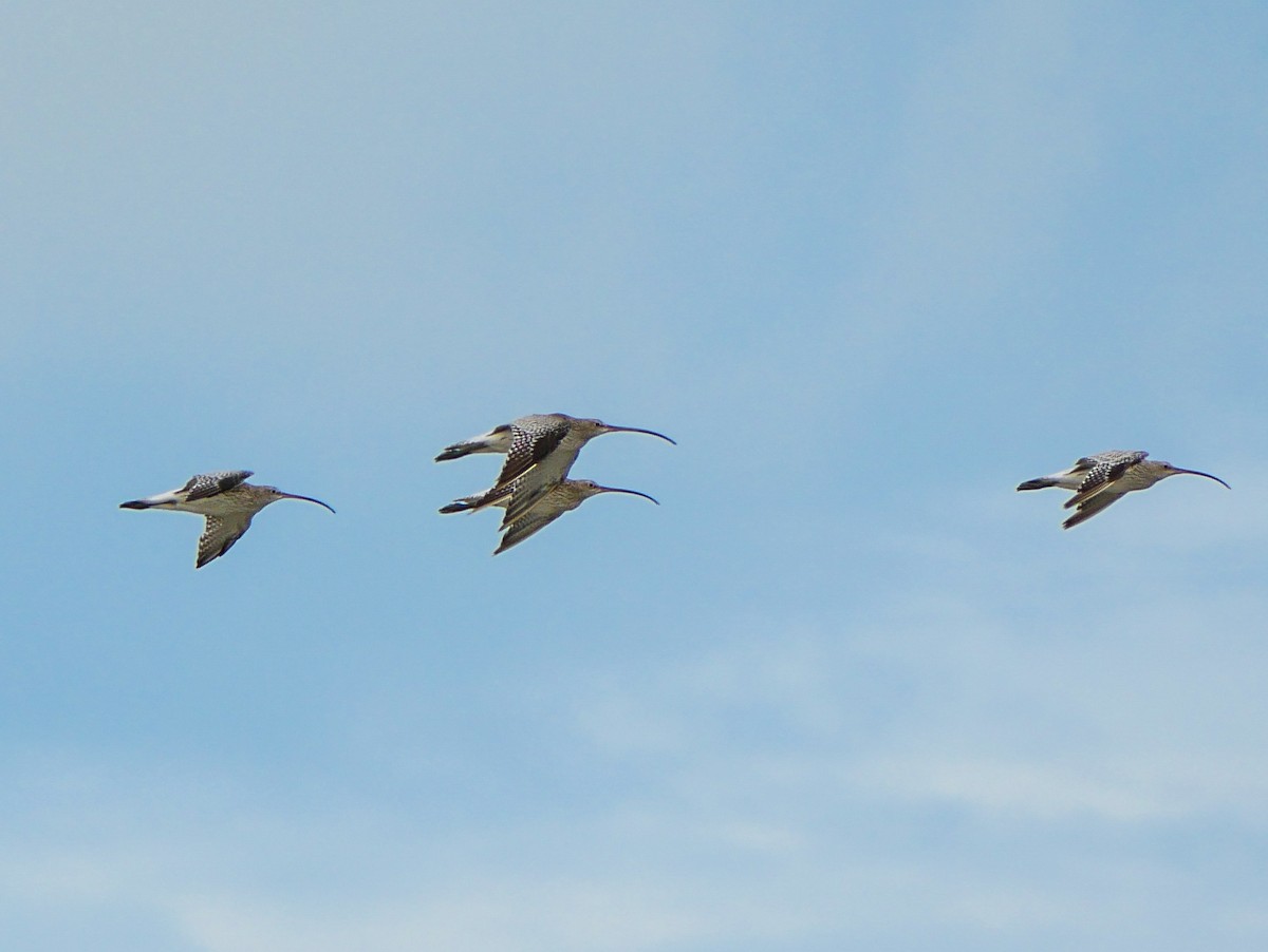 Eurasian Curlew - ML624589799