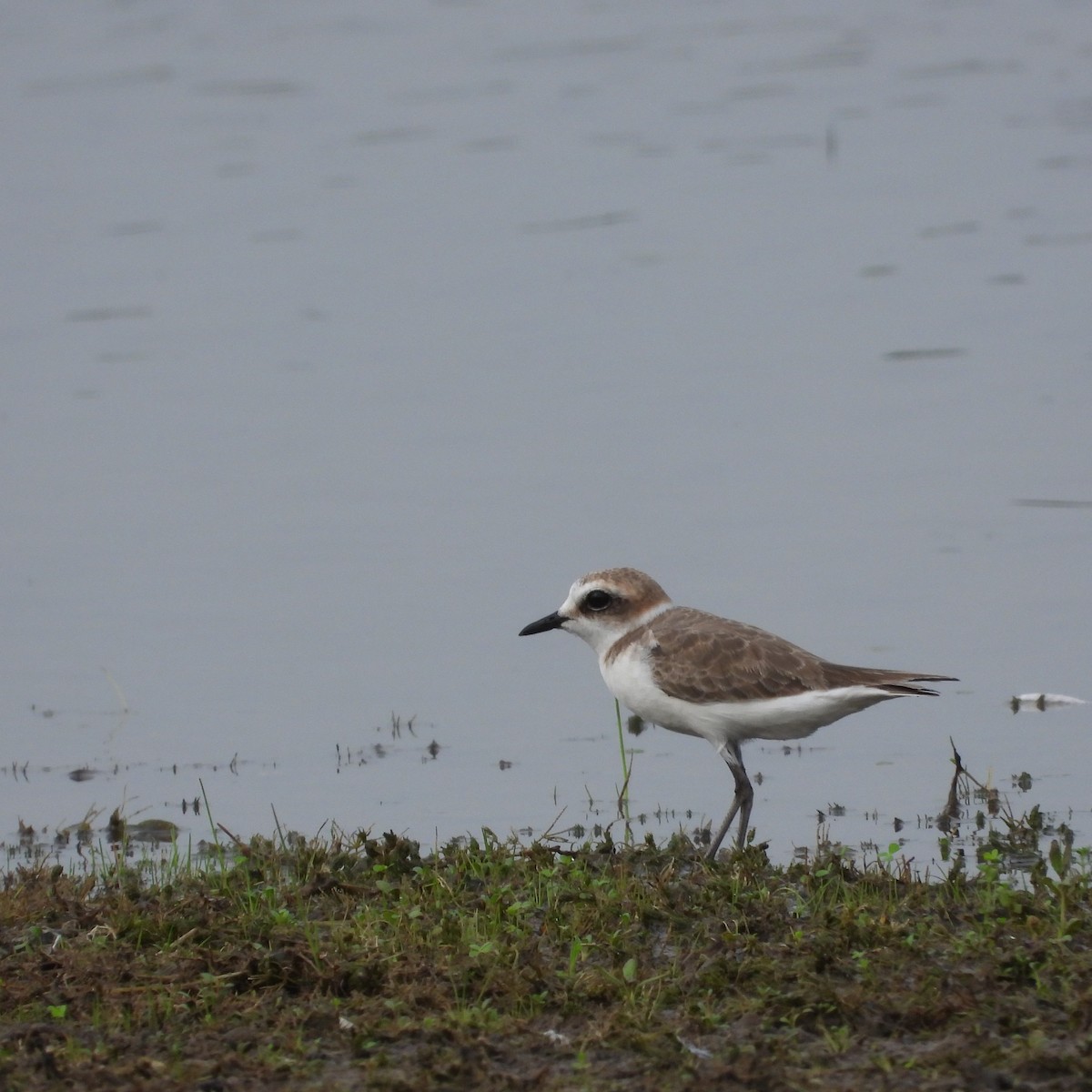 Kentish Plover - ML624589801