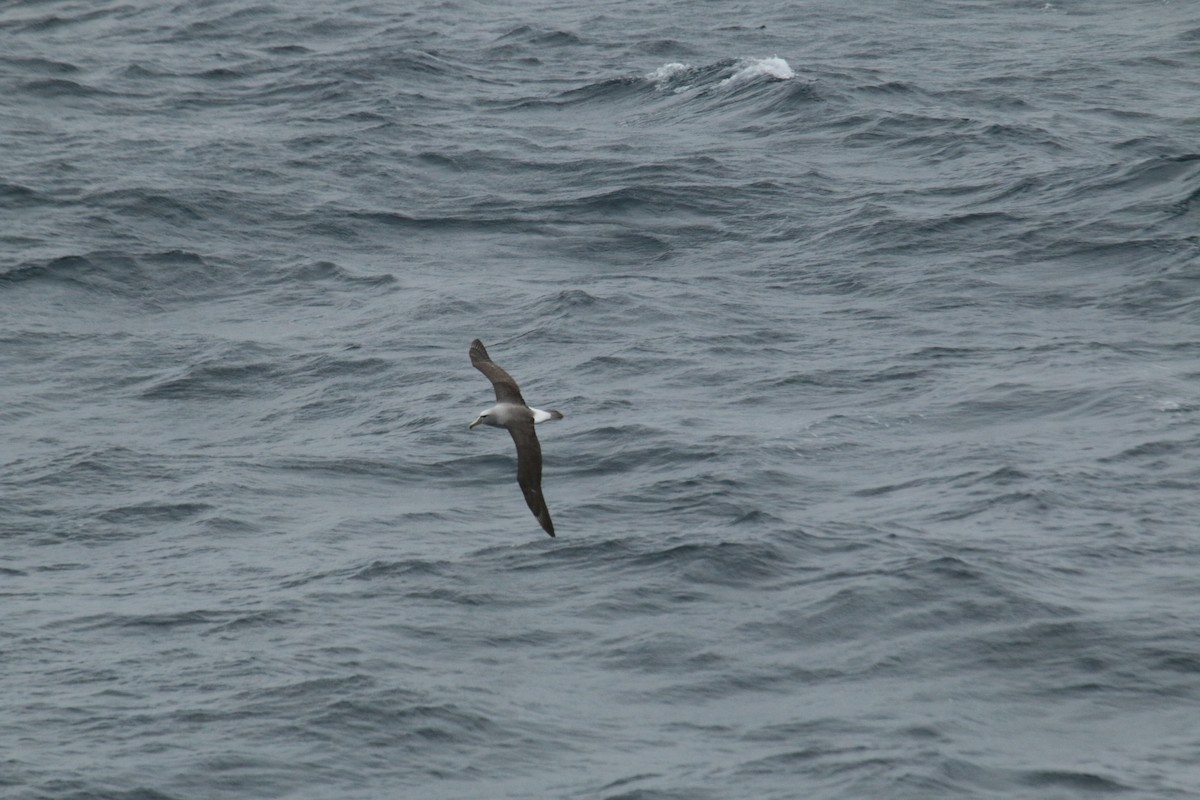 Salvin's Albatross - Matthew Withrow