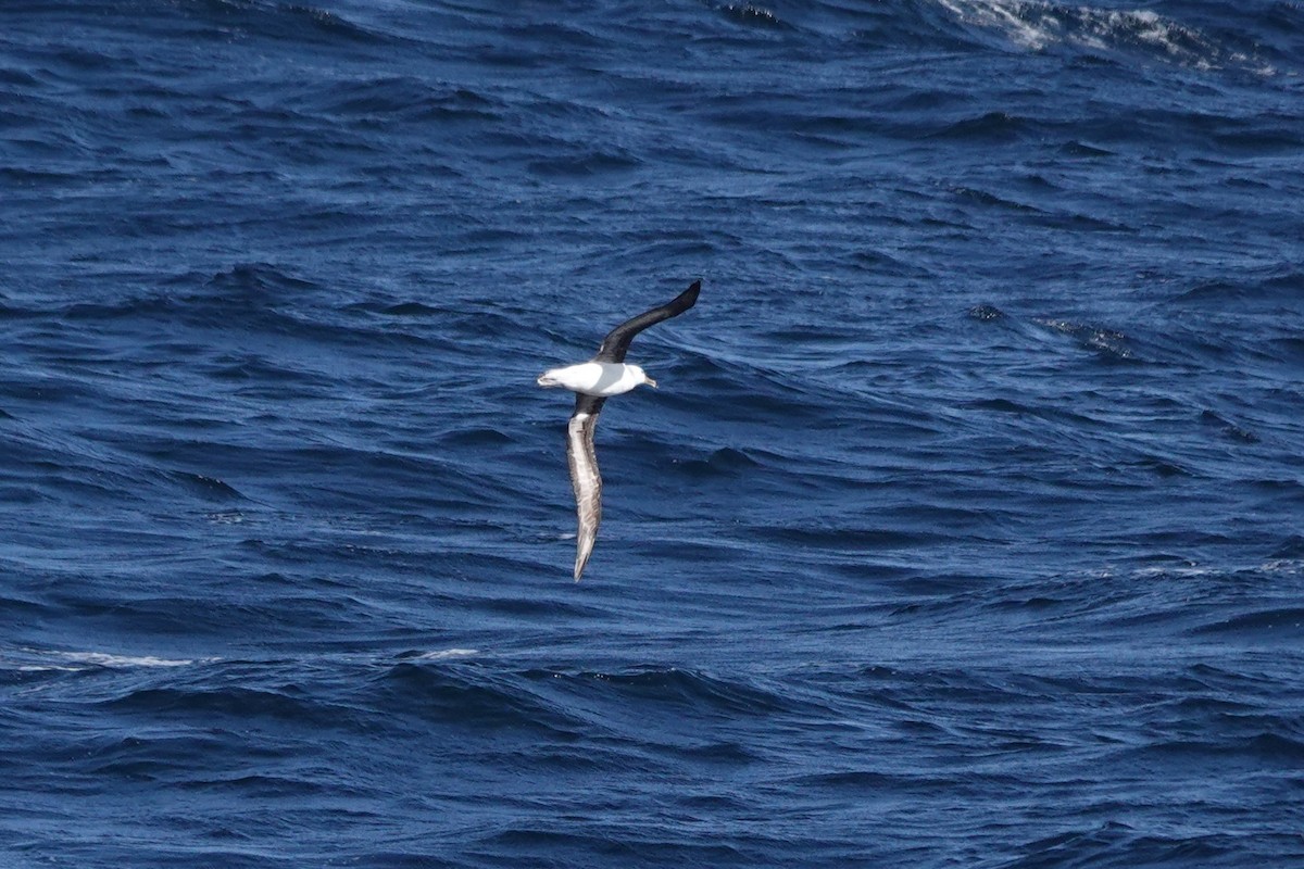 Black-browed Albatross - ML624589803