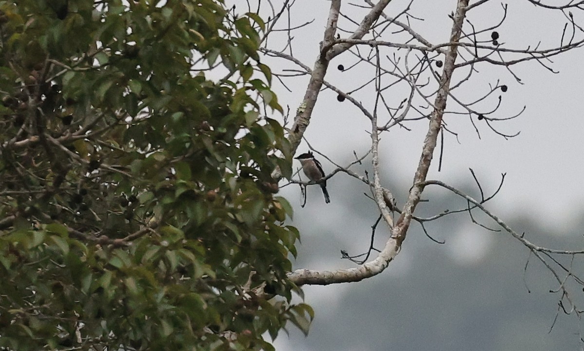 Bar-winged Flycatcher-shrike - ML624589804