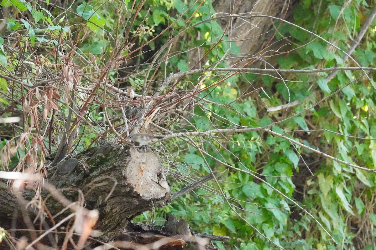 Cetti's Warbler - ML624589809