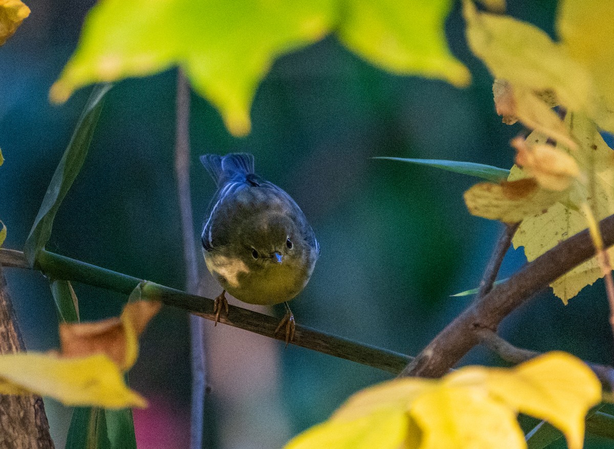 Blackpoll Warbler - Juan Melli