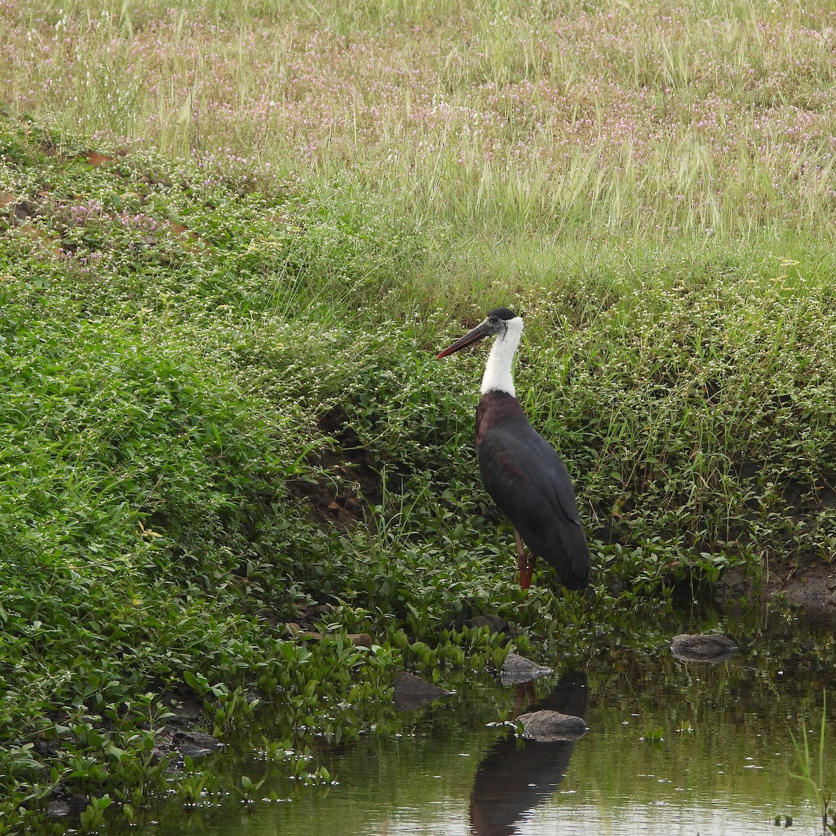 Asian Woolly-necked Stork - ML624589811