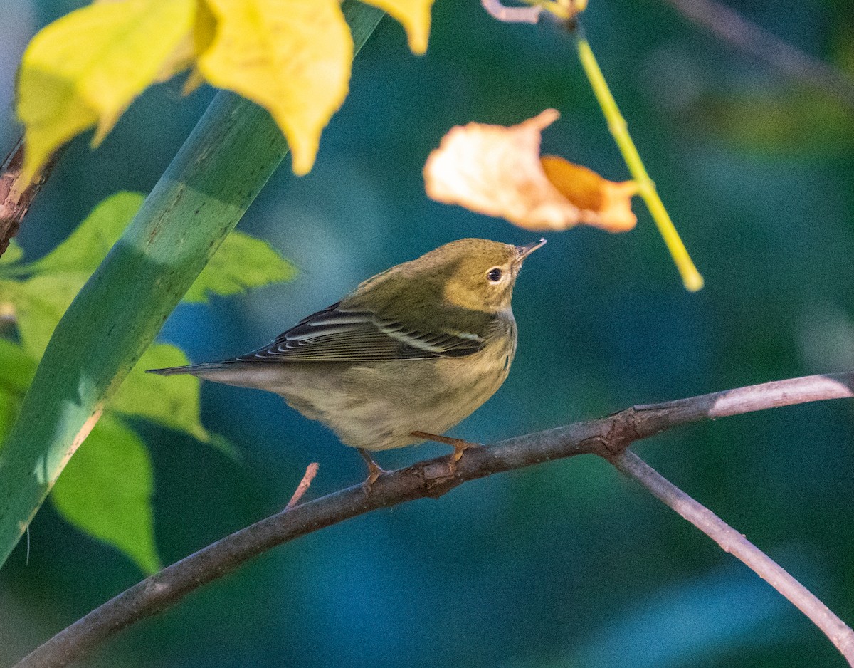 Blackpoll Warbler - ML624589812