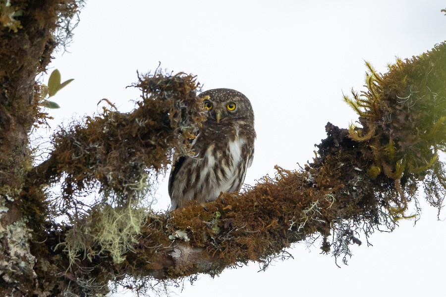 Yungas Pygmy-Owl - ML624589816