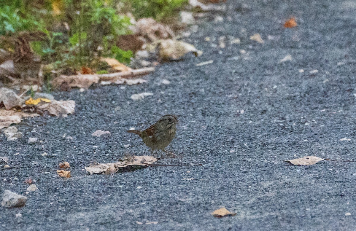 Swamp Sparrow - ML624589817