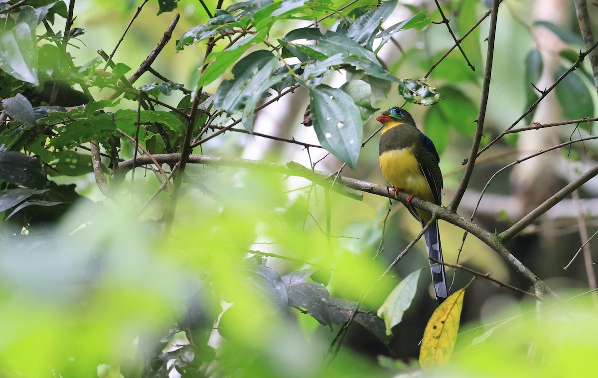 trogon sumaterský - ML624589819