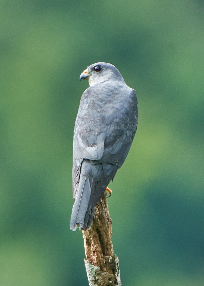 Chinese Sparrowhawk - ML624589820