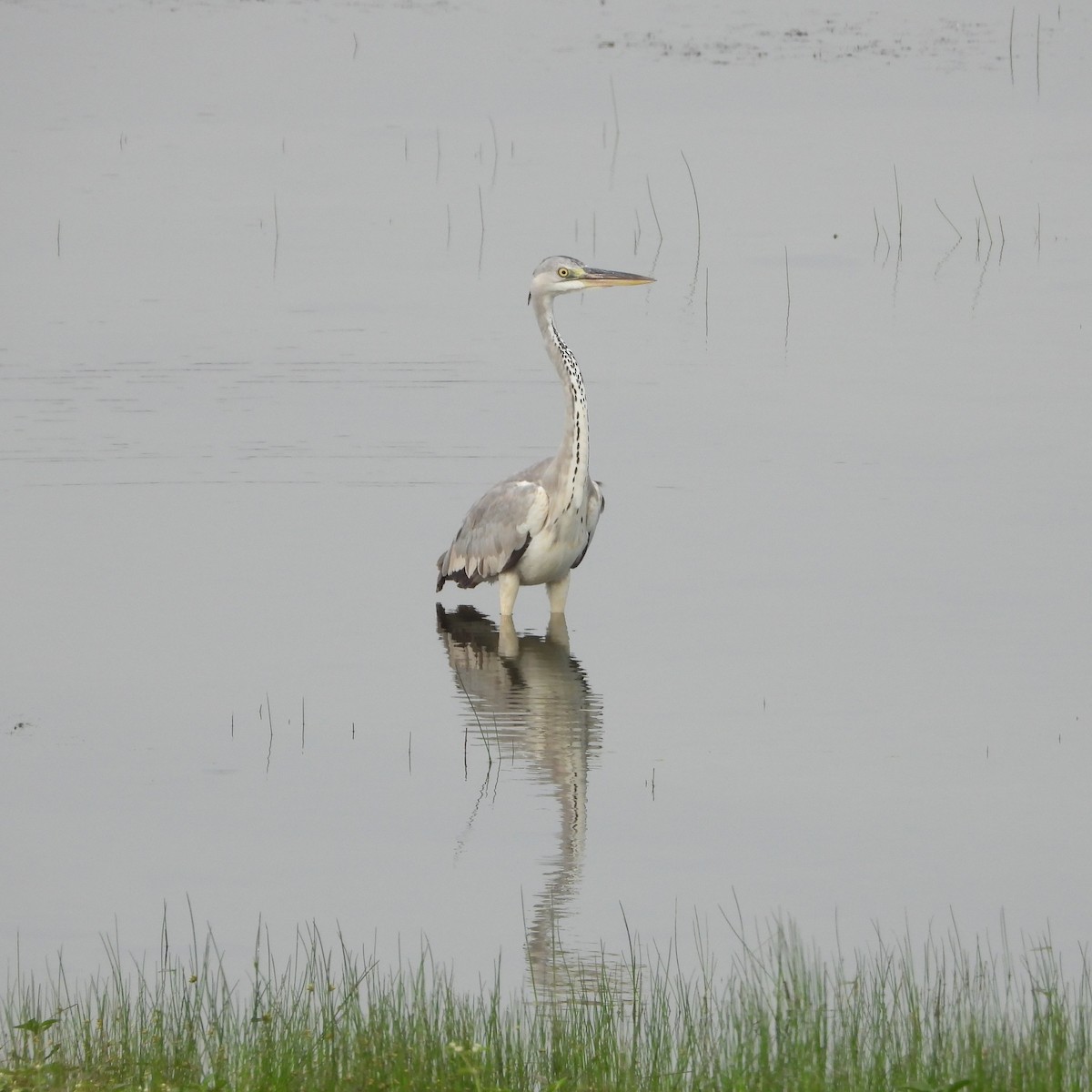 Gray Heron - ML624589821