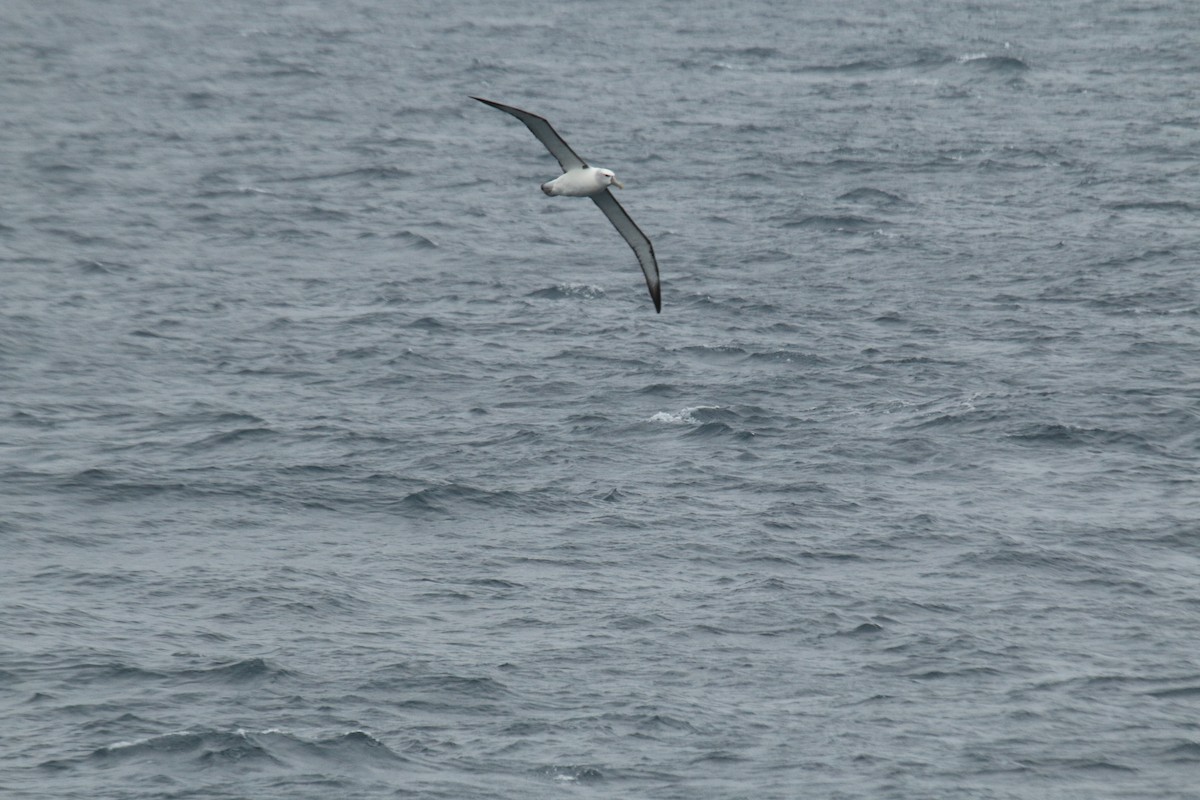 White-capped Albatross - ML624589822