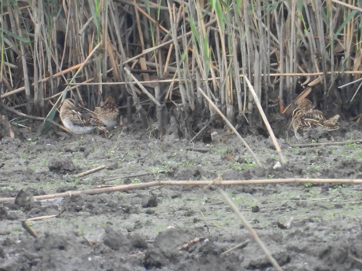 Common Snipe - ML624589824