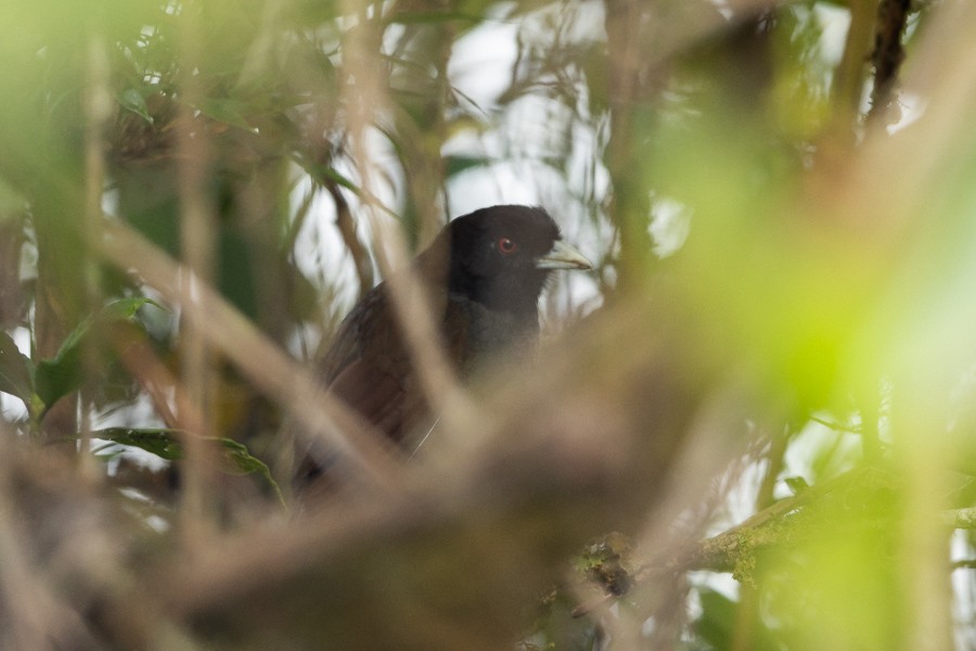 Pale-billed Antpitta - ML624589826