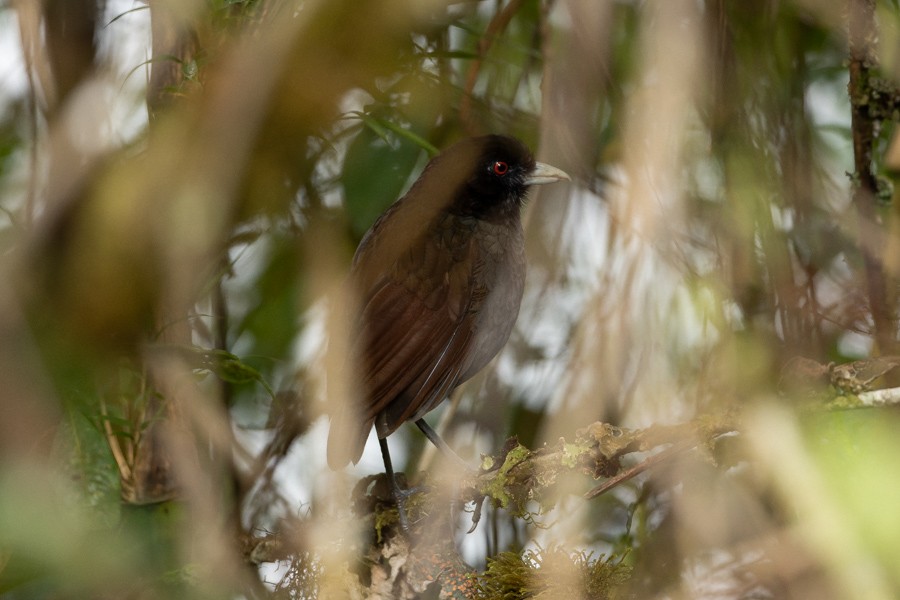 Pale-billed Antpitta - ML624589827