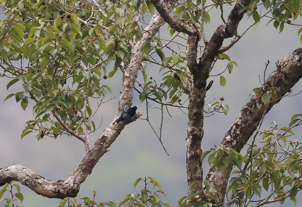 Blue Nuthatch - ML624589835