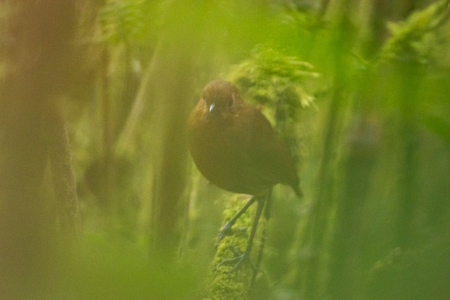 Chachapoyas Antpitta - ML624589846