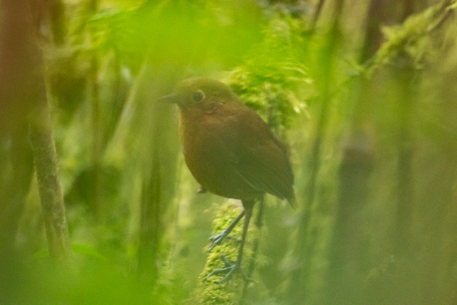 Chachapoyas Antpitta - ML624589847