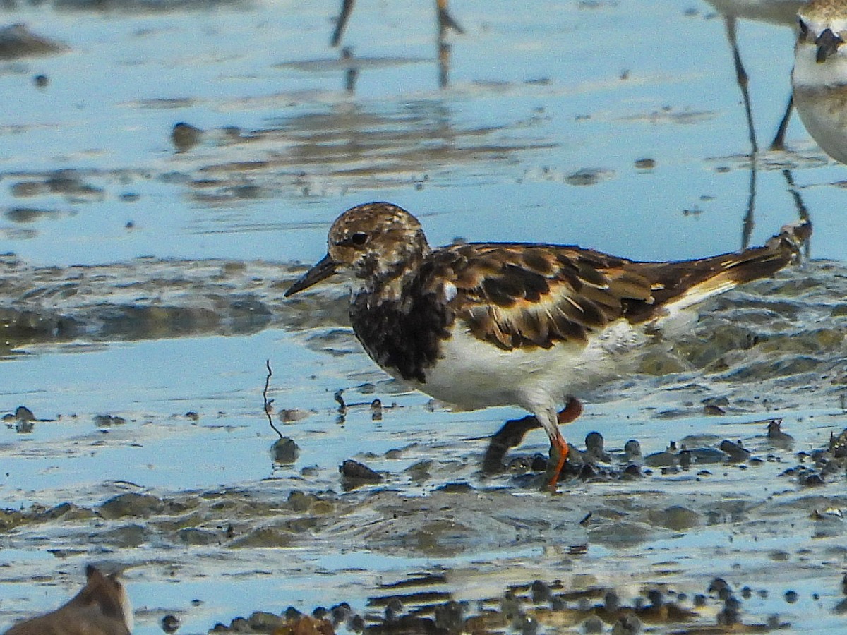 Ruddy Turnstone - ML624589854