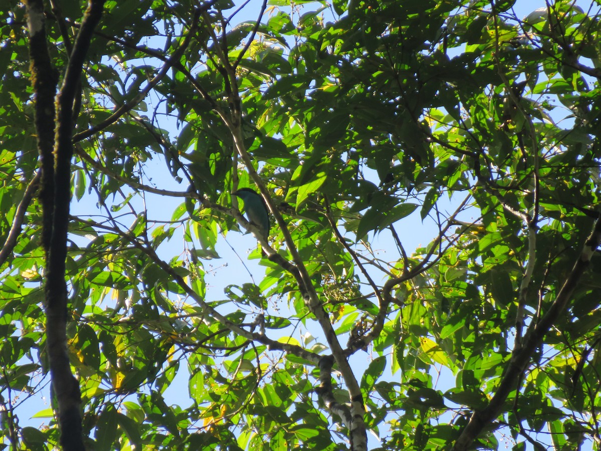 Black-faced Dacnis - ML624589861