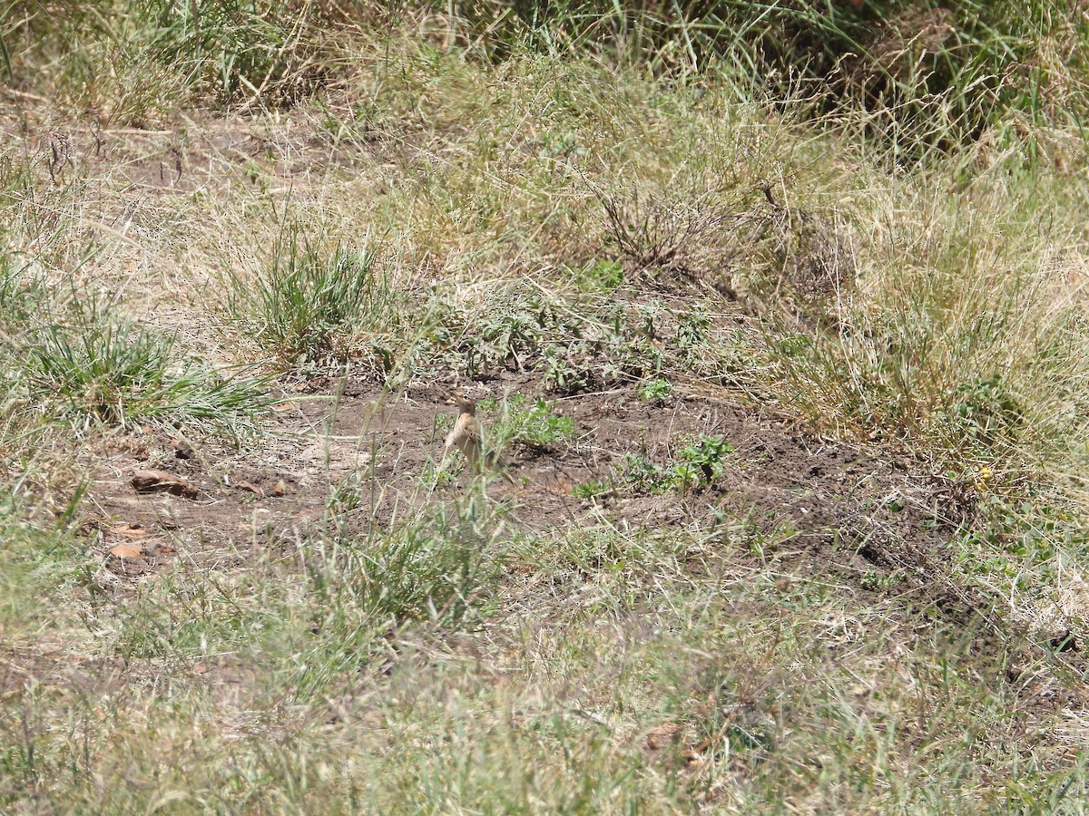 Plain-backed Pipit - ML624589880