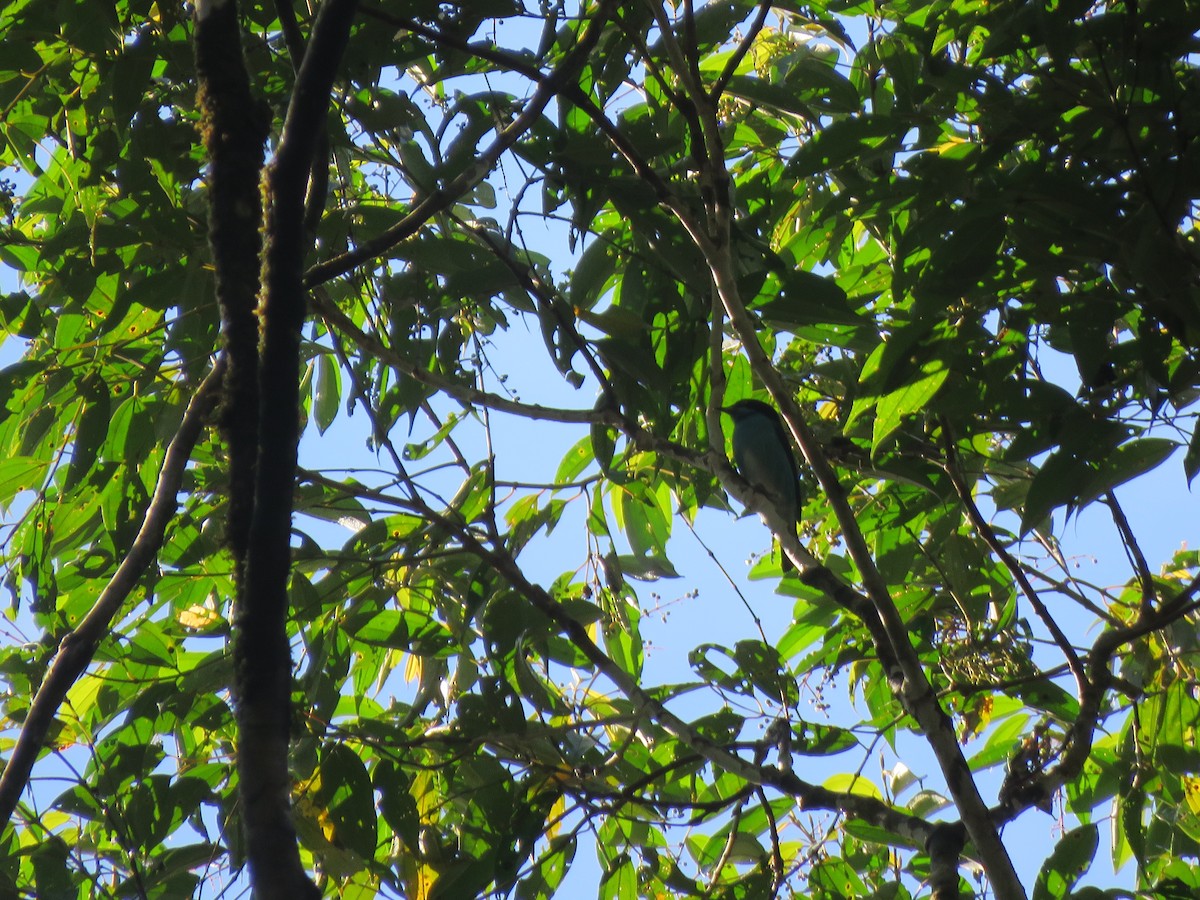 Black-faced Dacnis - ML624589881