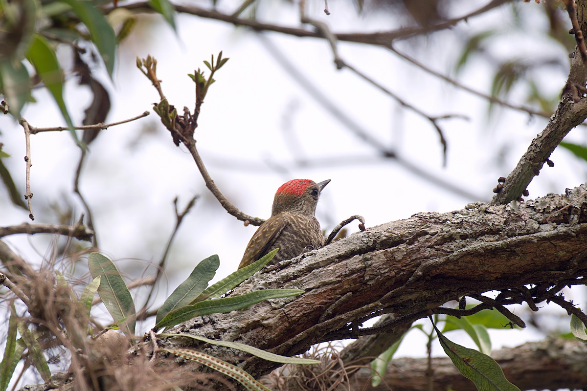Little Woodpecker - ML624589918