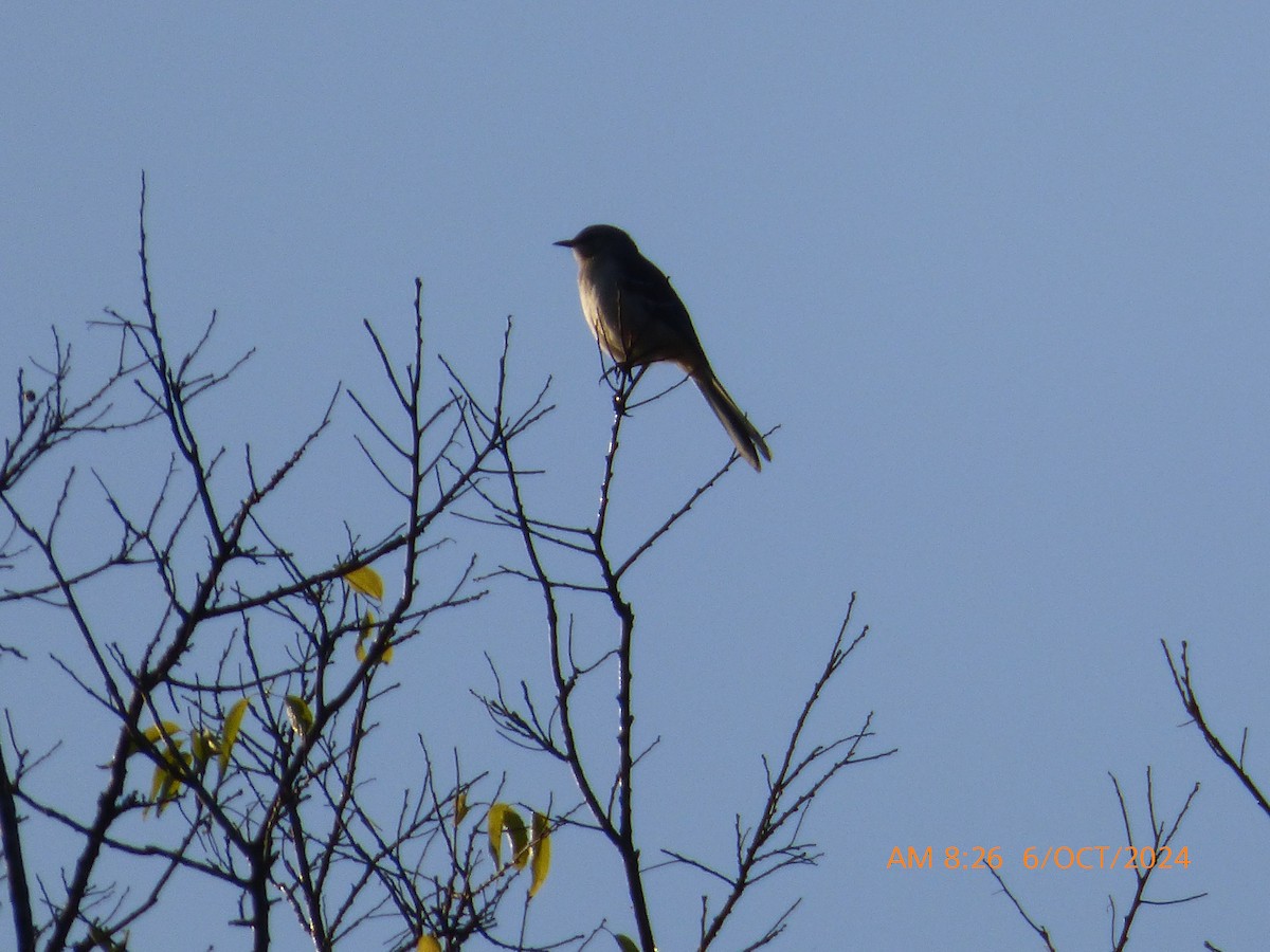 Northern Mockingbird - Tim Kalbach