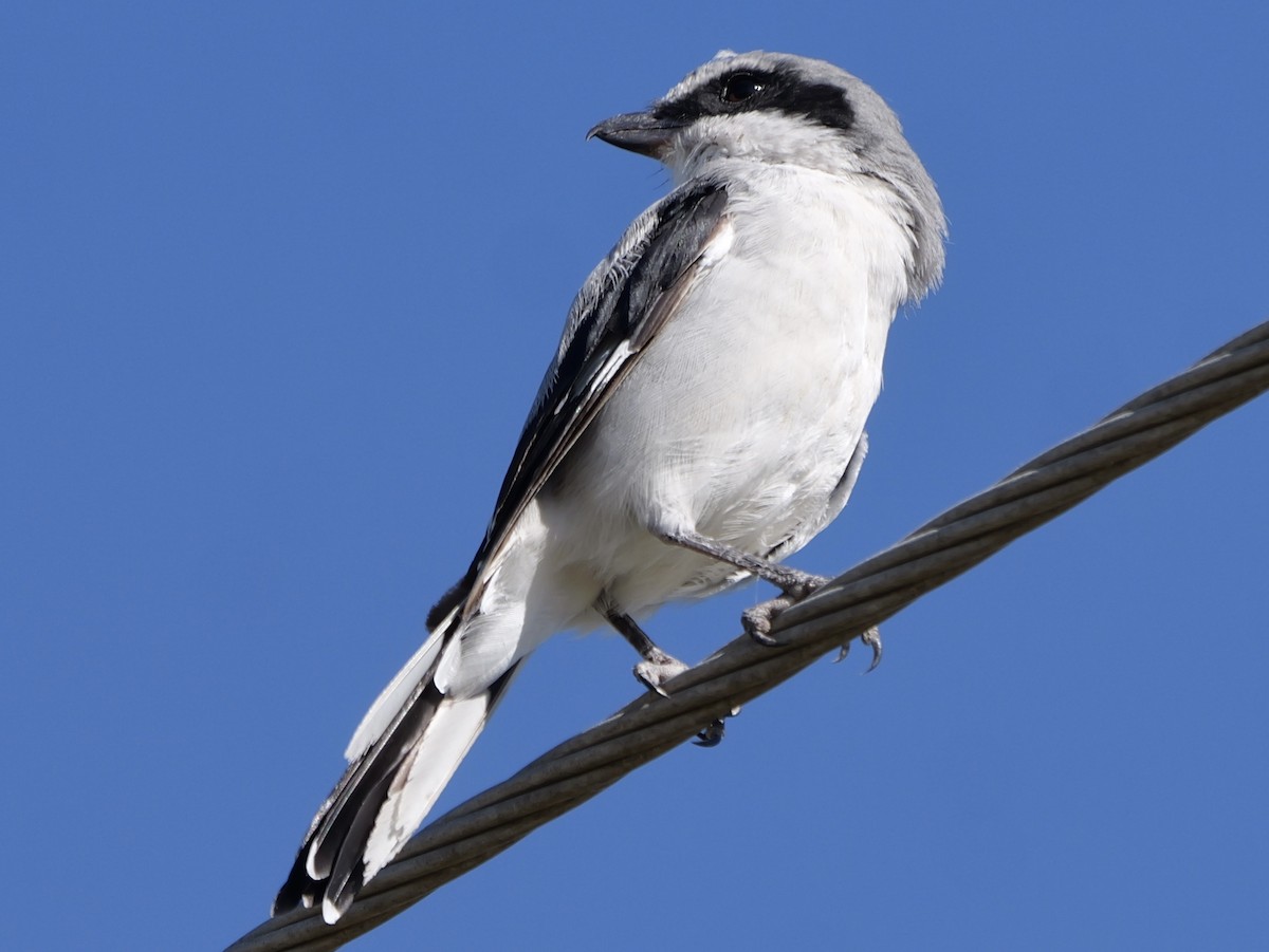 Loggerhead Shrike - ML624589982