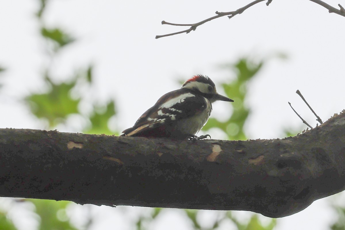 Syrian Woodpecker - Ian Thompson