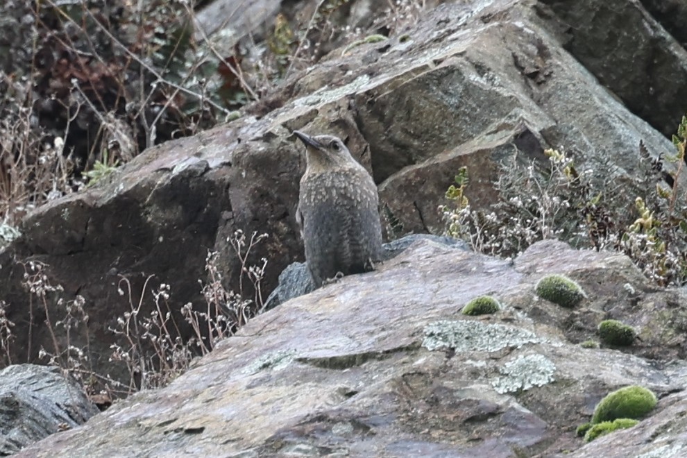 Blue Rock-Thrush - Ian Thompson