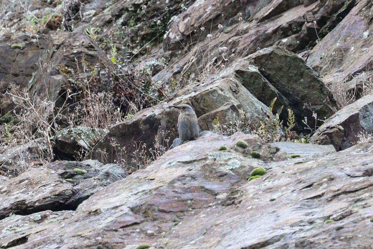 Blue Rock-Thrush - Ian Thompson