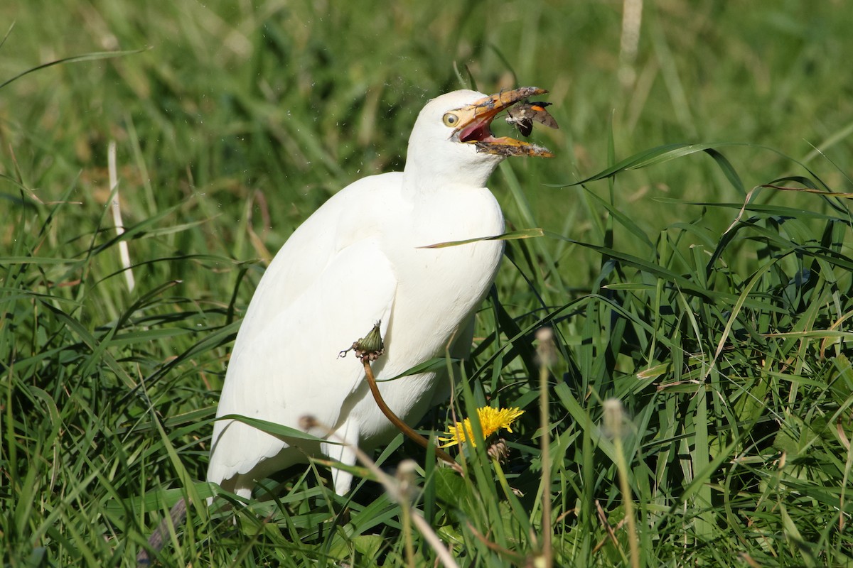 Western Cattle Egret - ML624590154