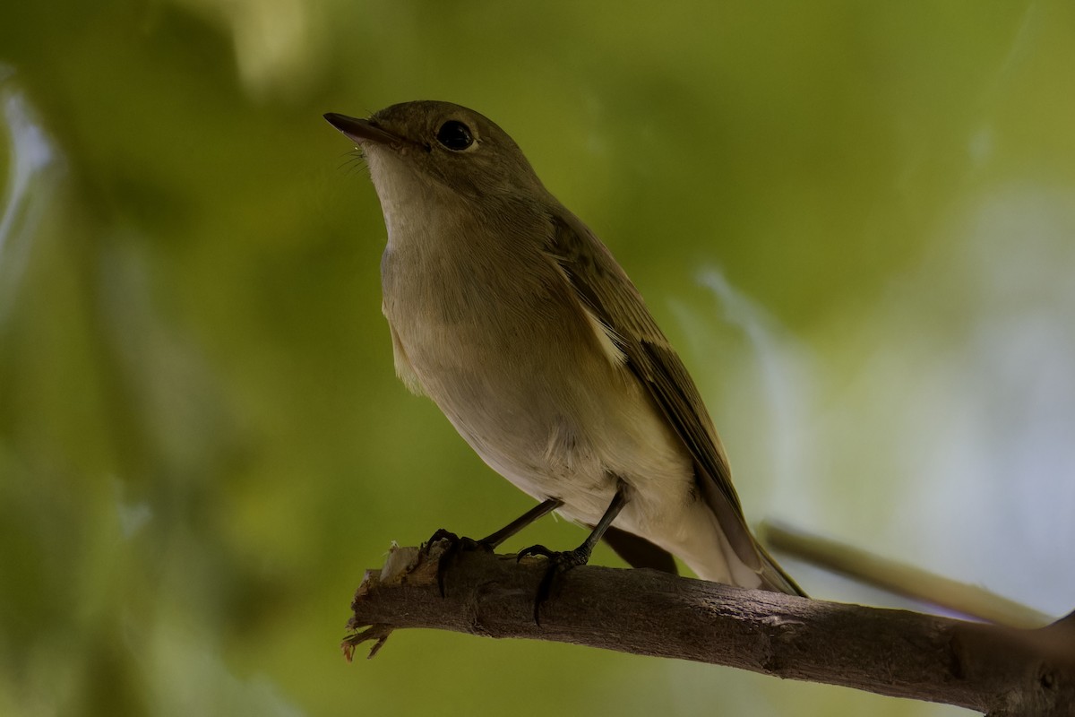 Red-breasted Flycatcher - ML624590174