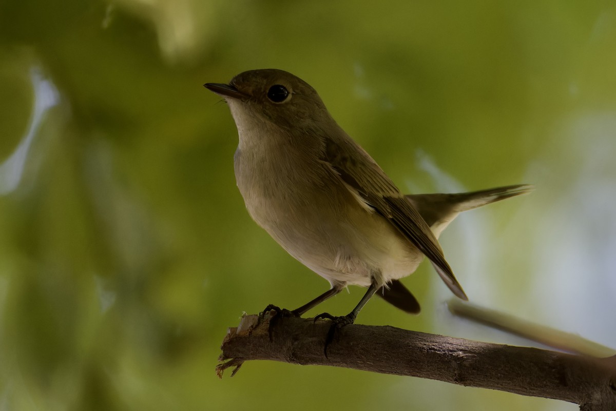 Red-breasted Flycatcher - ML624590175