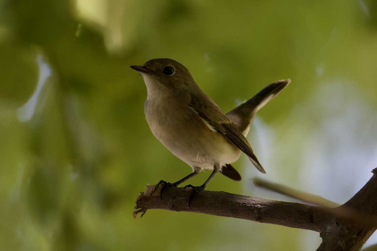 Red-breasted Flycatcher - ML624590176