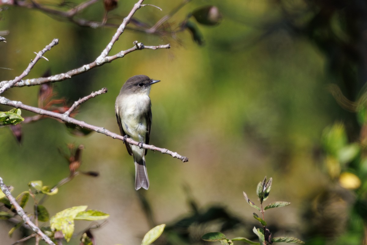 Eastern Phoebe - André Turcot