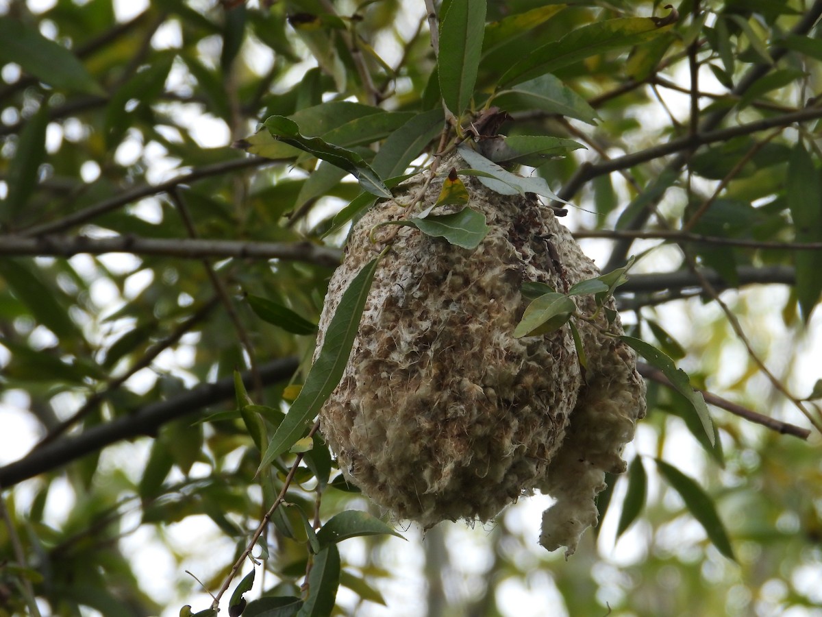 Eurasian Penduline-Tit - ML624590181