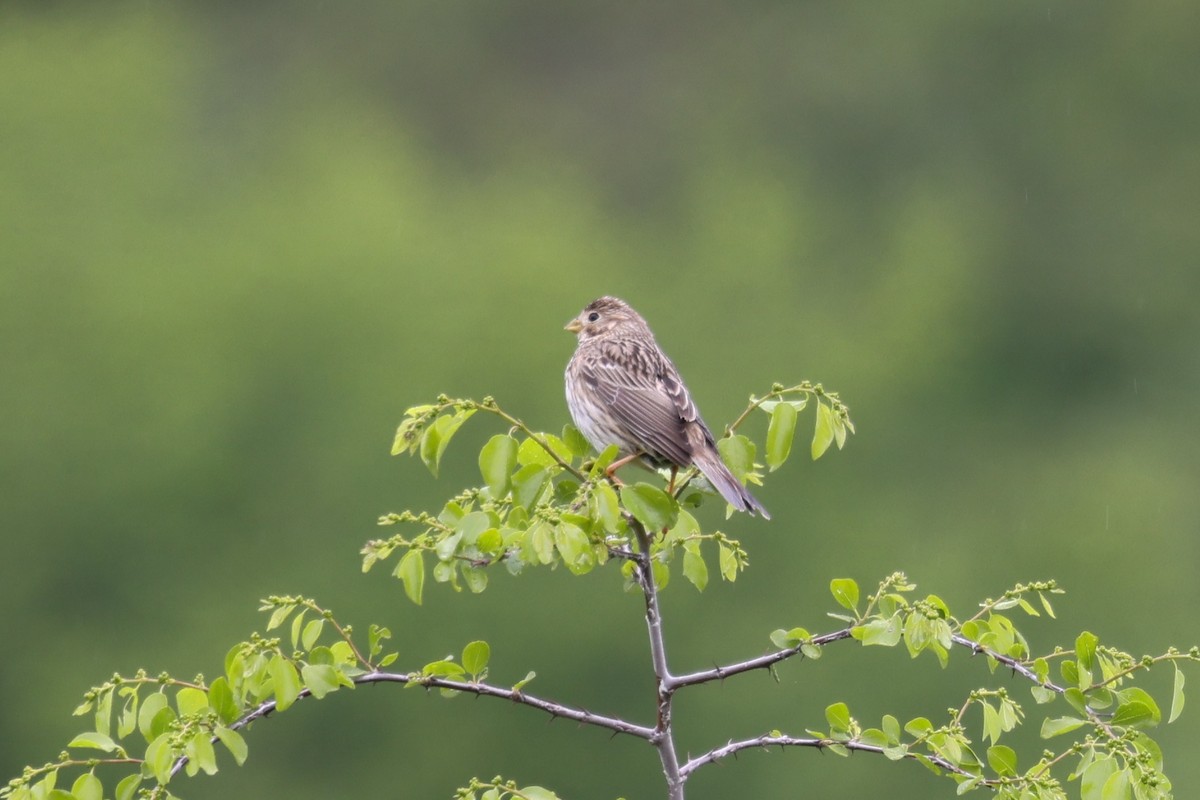 Corn Bunting - ML624590182