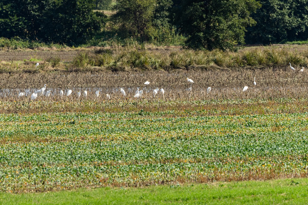 Great Egret - ML624590183