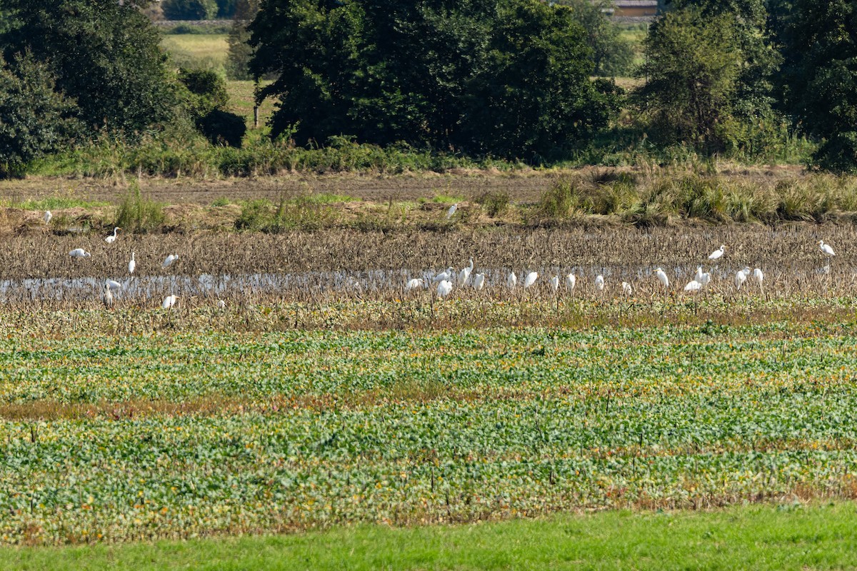 Great Egret - ML624590189