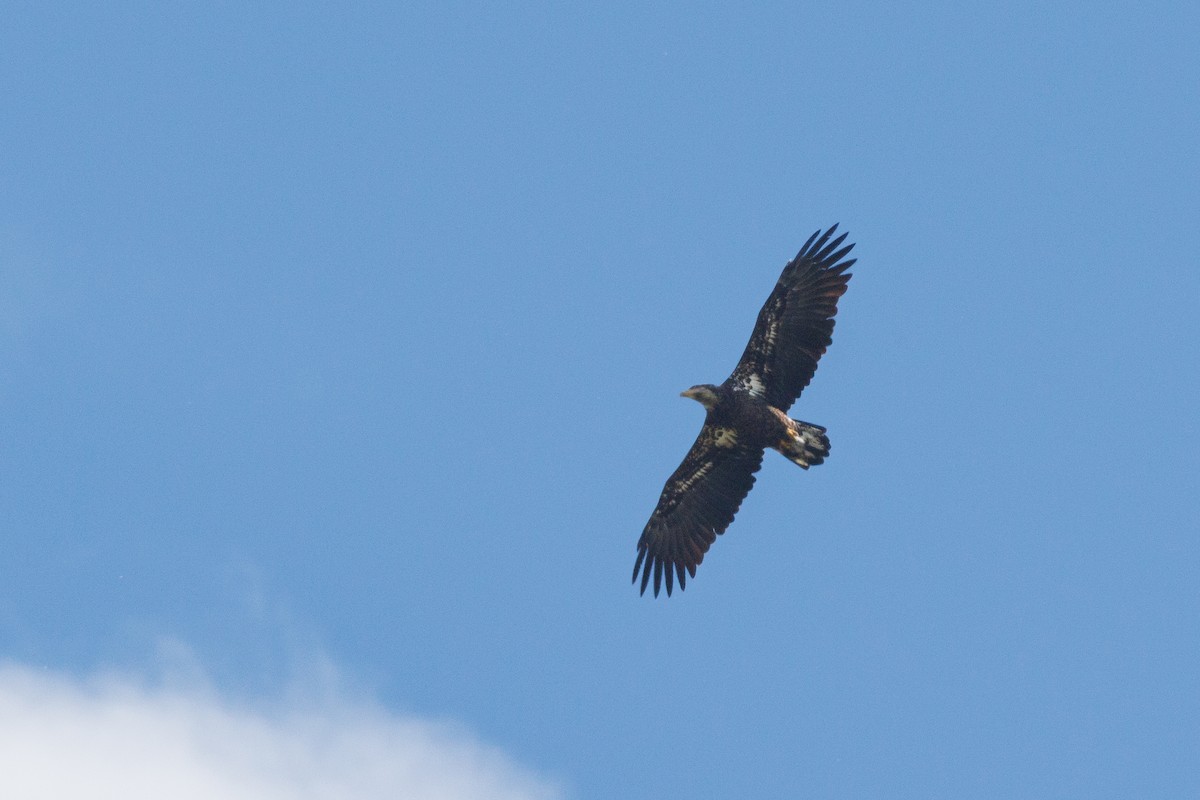 Bald Eagle - ML624590192