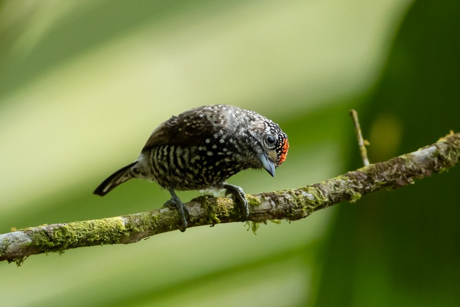 Speckle-chested Piculet - Ferran López Sanz